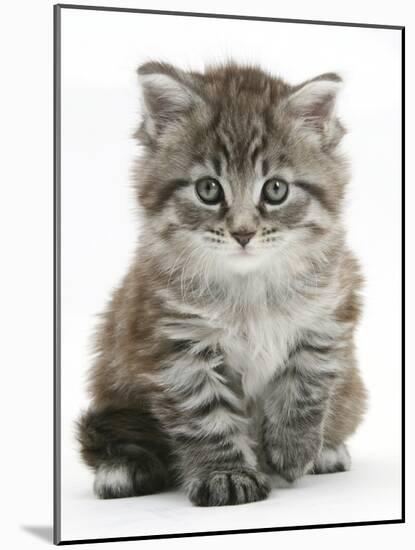 Maine Coon Kitten, Goliath-Mark Taylor-Mounted Photographic Print