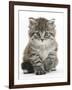 Maine Coon Kitten, Goliath-Mark Taylor-Framed Photographic Print