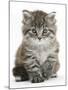 Maine Coon Kitten, Goliath-Mark Taylor-Mounted Photographic Print