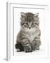 Maine Coon Kitten, Goliath-Mark Taylor-Framed Photographic Print