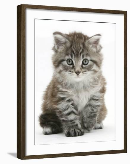 Maine Coon Kitten, Goliath-Mark Taylor-Framed Photographic Print