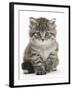 Maine Coon Kitten, Goliath-Mark Taylor-Framed Photographic Print