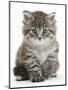 Maine Coon Kitten, Goliath-Mark Taylor-Mounted Photographic Print