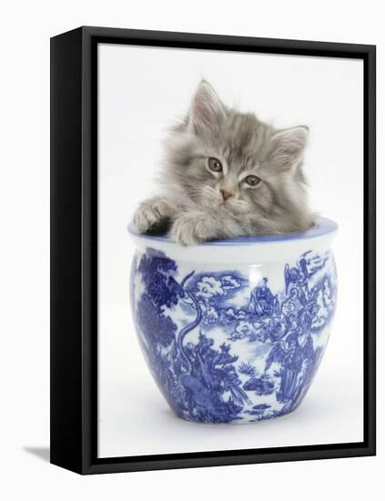 Maine Coon Kitten in a Blue China Pot-Mark Taylor-Framed Stretched Canvas