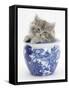 Maine Coon Kitten in a Blue China Pot-Mark Taylor-Framed Stretched Canvas