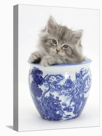 Maine Coon Kitten in a Blue China Pot-Mark Taylor-Stretched Canvas
