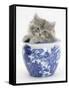 Maine Coon Kitten in a Blue China Pot-Mark Taylor-Framed Stretched Canvas