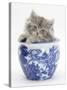 Maine Coon Kitten in a Blue China Pot-Mark Taylor-Stretched Canvas