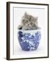 Maine Coon Kitten in a Blue China Pot-Mark Taylor-Framed Photographic Print