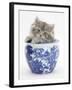 Maine Coon Kitten in a Blue China Pot-Mark Taylor-Framed Photographic Print