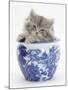 Maine Coon Kitten in a Blue China Pot-Mark Taylor-Mounted Photographic Print