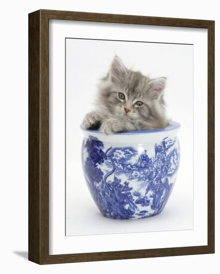 Maine Coon Kitten in a Blue China Pot-Mark Taylor-Framed Photographic Print