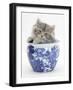 Maine Coon Kitten in a Blue China Pot-Mark Taylor-Framed Photographic Print
