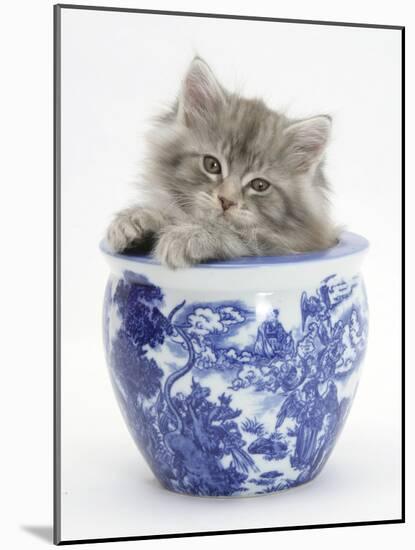 Maine Coon Kitten in a Blue China Pot-Mark Taylor-Mounted Photographic Print