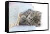 Maine Coon Kitten Looking Out from under a Blanket-Mark Taylor-Framed Stretched Canvas