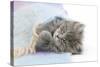 Maine Coon Kitten Looking Out from under a Blanket-Mark Taylor-Stretched Canvas