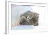 Maine Coon Kitten Looking Out from under a Blanket-Mark Taylor-Framed Photographic Print