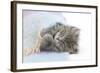 Maine Coon Kitten Looking Out from under a Blanket-Mark Taylor-Framed Photographic Print