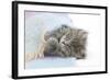 Maine Coon Kitten Looking Out from under a Blanket-Mark Taylor-Framed Photographic Print