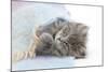 Maine Coon Kitten Looking Out from under a Blanket-Mark Taylor-Mounted Photographic Print