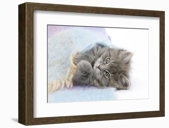 Maine Coon Kitten Looking Out from under a Blanket-Mark Taylor-Framed Photographic Print