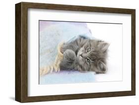 Maine Coon Kitten Looking Out from under a Blanket-Mark Taylor-Framed Photographic Print