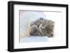 Maine Coon Kitten Looking Out from under a Blanket-Mark Taylor-Framed Photographic Print