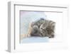 Maine Coon Kitten Looking Out from under a Blanket-Mark Taylor-Framed Photographic Print