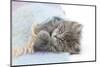 Maine Coon Kitten Looking Out from under a Blanket-Mark Taylor-Mounted Photographic Print