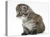 Maine Coon Kitten Sitting-Mark Taylor-Stretched Canvas