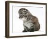 Maine Coon Kitten Sitting-Mark Taylor-Framed Photographic Print