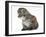 Maine Coon Kitten Sitting-Mark Taylor-Framed Photographic Print