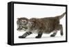 Maine Coon Kitten, Walking-Mark Taylor-Framed Stretched Canvas