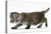 Maine Coon Kitten, Walking-Mark Taylor-Stretched Canvas