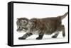 Maine Coon Kitten, Walking-Mark Taylor-Framed Stretched Canvas