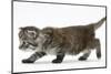 Maine Coon Kitten, Walking-Mark Taylor-Mounted Photographic Print