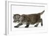 Maine Coon Kitten, Walking-Mark Taylor-Framed Photographic Print