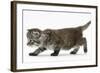 Maine Coon Kitten, Walking-Mark Taylor-Framed Photographic Print