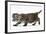 Maine Coon Kitten, Walking-Mark Taylor-Framed Photographic Print