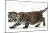 Maine Coon Kitten, Walking-Mark Taylor-Mounted Photographic Print