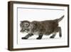 Maine Coon Kitten, Walking-Mark Taylor-Framed Photographic Print