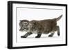 Maine Coon Kitten, Walking-Mark Taylor-Framed Photographic Print