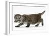 Maine Coon Kitten, Walking-Mark Taylor-Framed Photographic Print