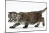 Maine Coon Kitten, Walking-Mark Taylor-Mounted Photographic Print