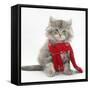 Maine Coon Kitten Wearing a Christmas Scarf-Mark Taylor-Framed Stretched Canvas