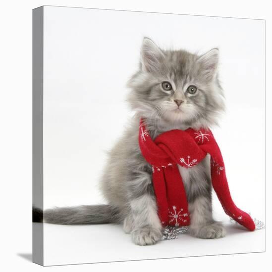 Maine Coon Kitten Wearing a Christmas Scarf-Mark Taylor-Stretched Canvas