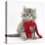 Maine Coon Kitten Wearing a Christmas Scarf-Mark Taylor-Stretched Canvas
