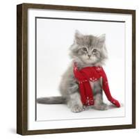 Maine Coon Kitten Wearing a Christmas Scarf-Mark Taylor-Framed Photographic Print