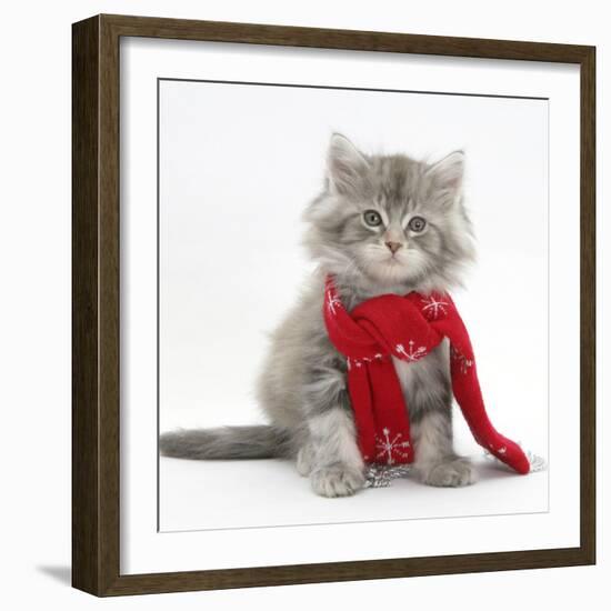 Maine Coon Kitten Wearing a Christmas Scarf-Mark Taylor-Framed Photographic Print