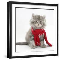 Maine Coon Kitten Wearing a Christmas Scarf-Mark Taylor-Framed Photographic Print